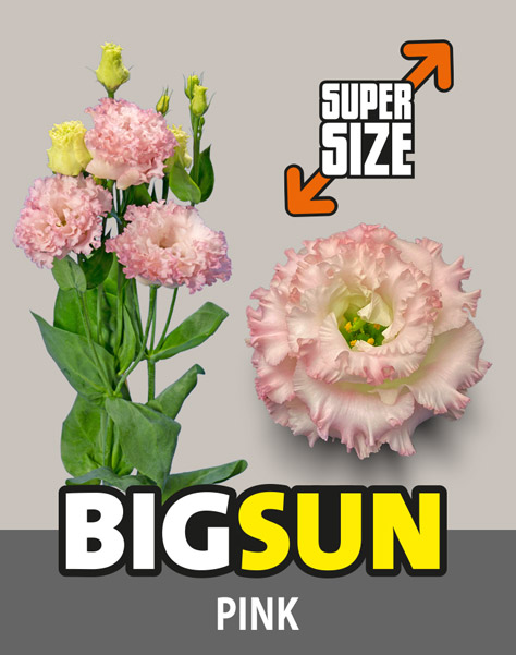 BIGSUN Pink